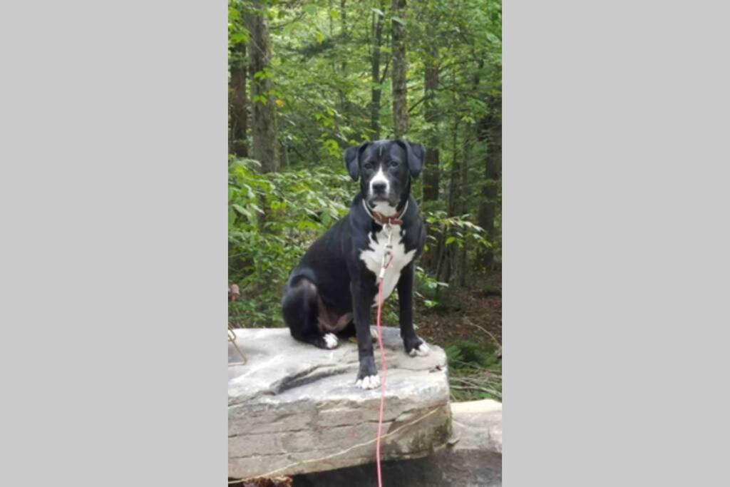 Roscoe Cottage Pet Friendly Εξωτερικό φωτογραφία