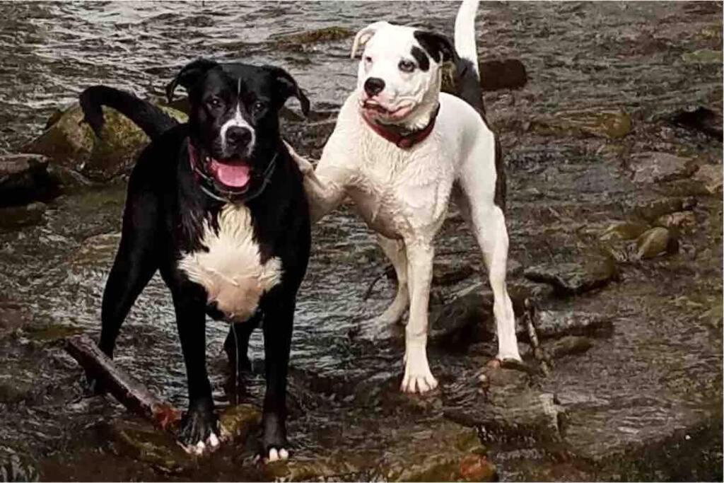 Roscoe Cottage Pet Friendly Εξωτερικό φωτογραφία